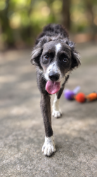 Found/Stray Male Dog last seen Government, Mobile, AL 36606