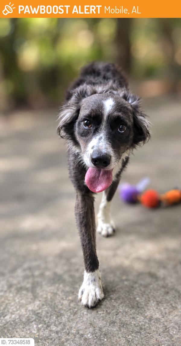 Found/Stray Male Dog last seen Government, Mobile, AL 36606