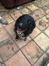 Reunited Unknown Dog last seen Forest ridge and pipeline, Bedford, TX 76021