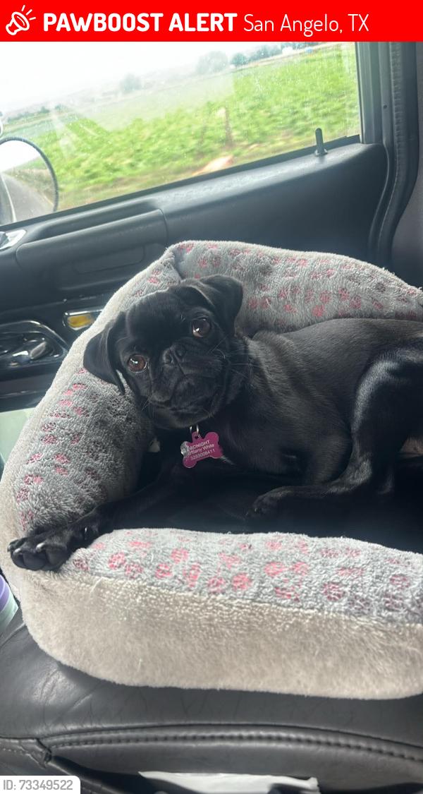 Lost Female Dog last seen Near block of Velma st, San Angelo, TX 76903