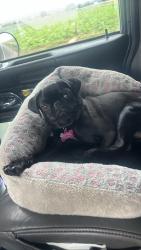 Lost Female Dog last seen Near block of Velma st, San Angelo, TX 76903
