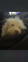 Lost Female Dog last seen Pine Dr, Killeen, TX 76543