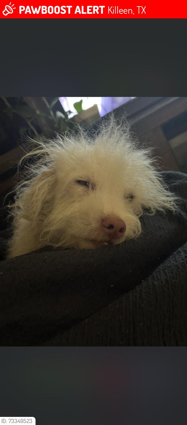 Lost Female Dog last seen Pine Dr, Killeen, TX 76543