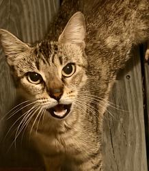 Found/Stray Unknown Cat last seen Finley Streer, Richmond, VA 23231