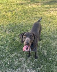 Reunited Female Dog last seen Saguaro lake cove 2, Maricopa County, AZ 85264