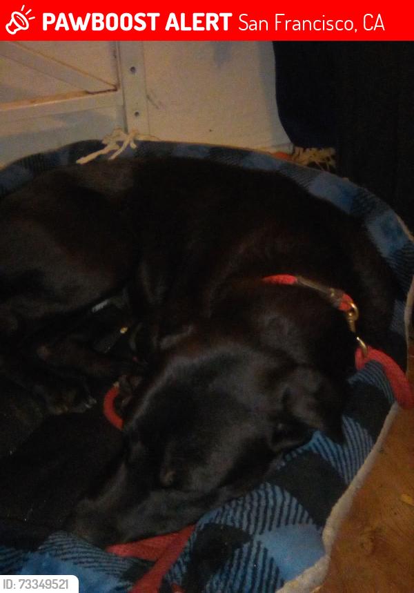 Lost Male Dog last seen Eills, San Francisco, CA 94102