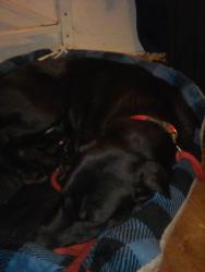 Lost Male Dog last seen Eills, San Francisco, CA 94102