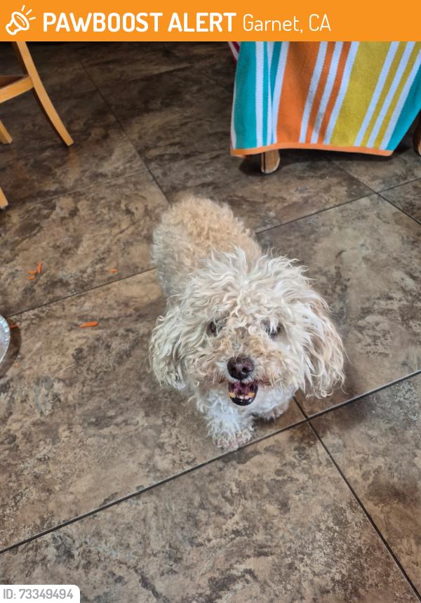 Found/Stray Female Dog last seen 20th Avenue & Paintbrush Trail, B-Bar H Ranc h, Garnet, CA 92241