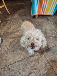 Found/Stray Female Dog last seen 20th Avenue & Paintbrush Trail, B-Bar H Ranc h, Garnet, CA 92241