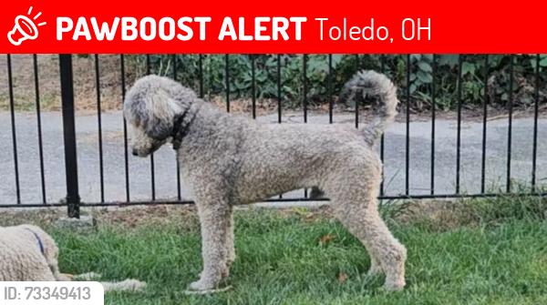 Lost Male Dog last seen Goddard and Branford, Toledo, OH 43606