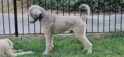 Lost Male Dog last seen Goddard and Branford, Toledo, OH 43606