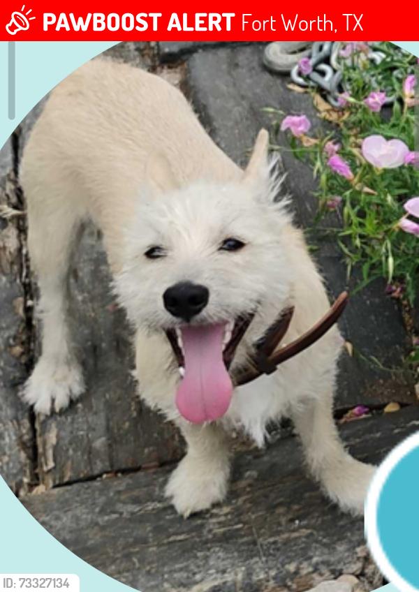Lost Male Dog last seen Tierney Rd & Rosedale, Fort Worth, TX 76112