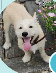 Lost Male Dog last seen Tierney Rd & Rosedale, Fort Worth, TX 76112