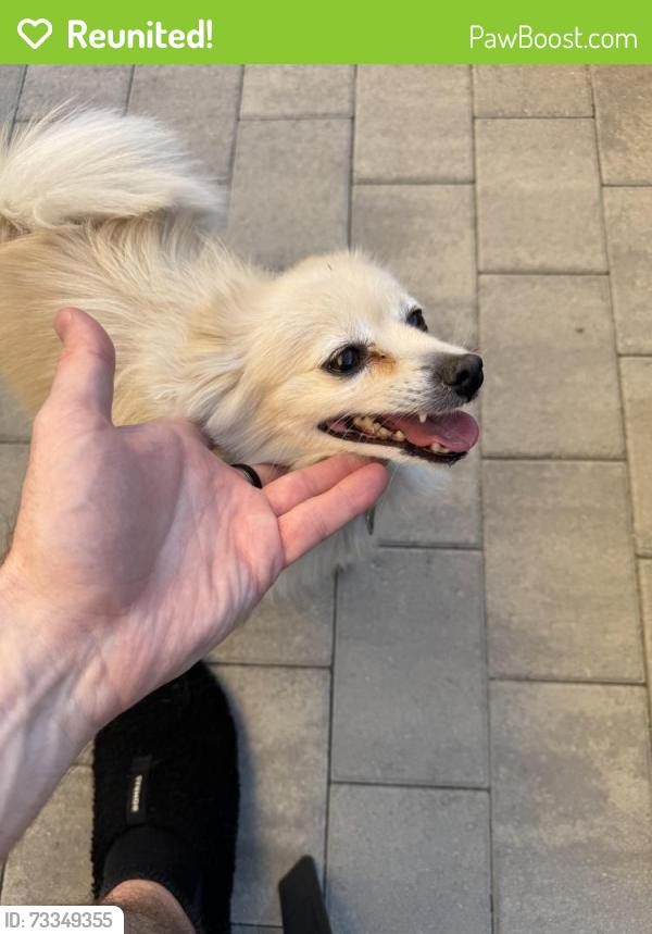 Reunited Female Dog last seen W Dreaming Tree St and Eagle Haven St, Las Vegas, NV 89141