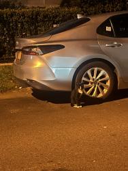 Found/Stray Unknown Cat last seen Between Sanford and 43rd street, Queens, NY 11358