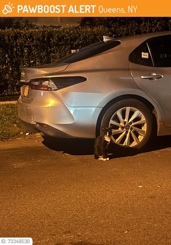 Found/Stray Unknown Cat last seen Between Sanford and 43rd street, Queens, NY 11358
