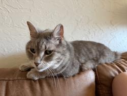 Lost Female Cat last seen NW 31st and Ross, Oklahoma City, OK 73112