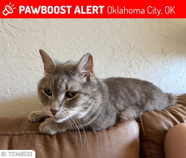Lost Female Cat last seen NW 31st and Ross, Oklahoma City, OK 73112