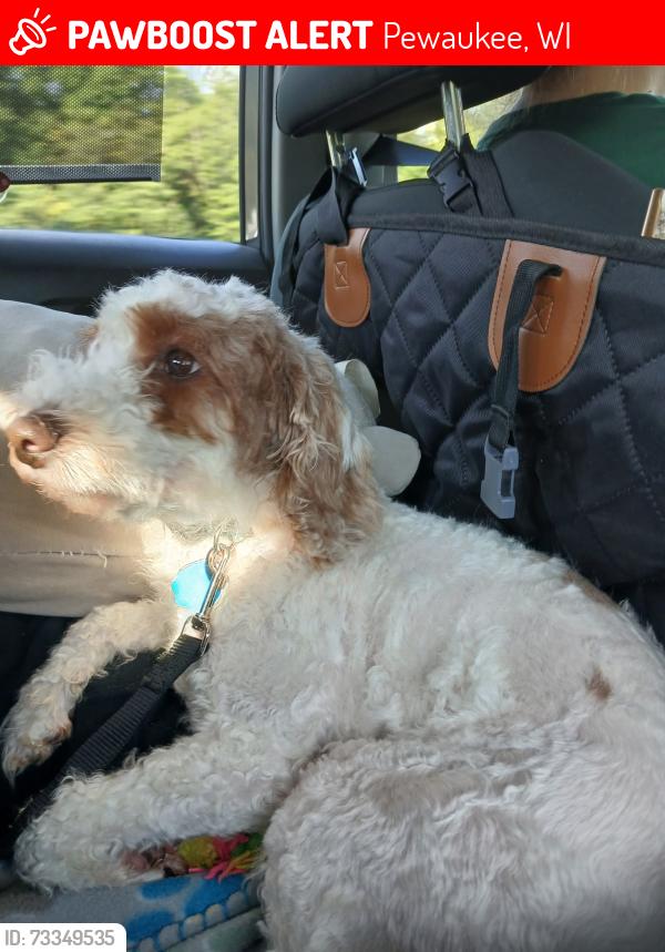 Lost Female Dog last seen Prospect and Leela, Pewaukee, WI 53072