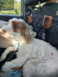 Lost Female Dog last seen Prospect and Leela, Pewaukee, WI 53072