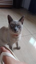 Lost Male Cat last seen rua Júlio mesquita, itaipu, Lindéia, MG 