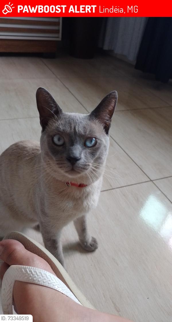 Lost Male Cat last seen rua Júlio mesquita, itaipu, Lindéia, MG 