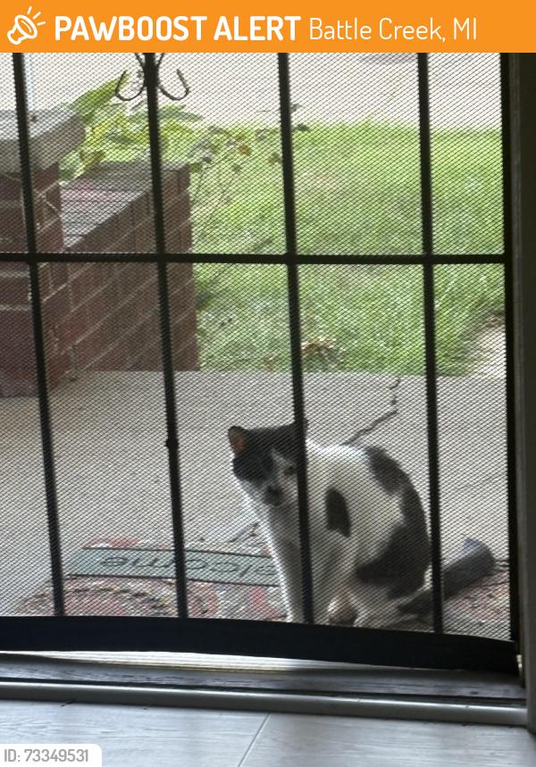 Found/Stray Unknown Cat last seen Groveland, Battle Creek, MI 49017