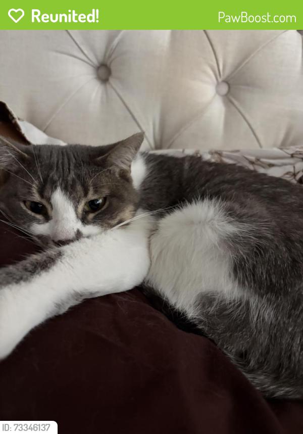 Reunited Female Cat last seen cottonwood mall, Albuquerque, NM 87114