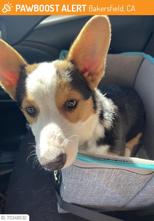 Found/Stray Unknown Dog last seen Pioneer dr, Bakersfield, CA 93306