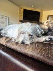 Reunited Male Dog last seen Dillehay Dr, Parker, TX 75002