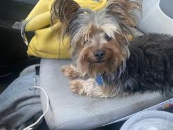 Reunited Unknown Dog last seen Perkins Rd & Waterview Dr, Arlington, TX 76016, USA, Arlington, TX 76016