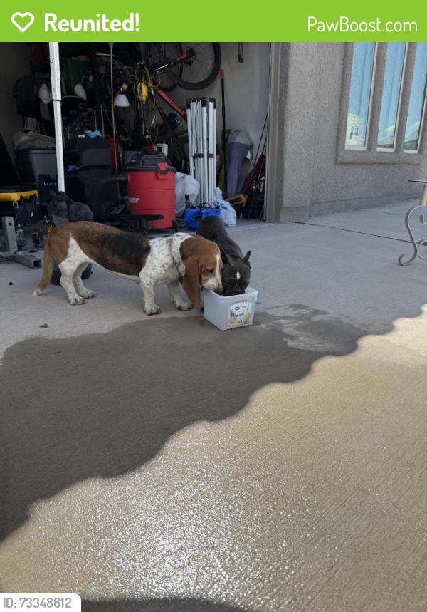 Reunited Unknown Dog last seen Dochester and Bob Hope, El Paso, TX 79936