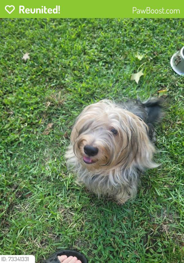 Reunited Unknown Dog last seen Cox rd, Evans, GA 30809