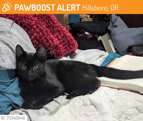 Found/Stray Male Cat last seen 5th and Main, Downtown Hillsboro, Hillsboro, OR 97124