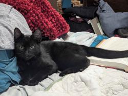 Found/Stray Male Cat last seen 5th and Main, Downtown Hillsboro, Hillsboro, OR 97124