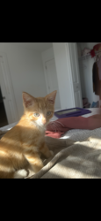Lost Male Cat last seen Stutz Ct NE / 127th Ln NE / 128th Cir NE in Blaine., Blaine, MN 55449