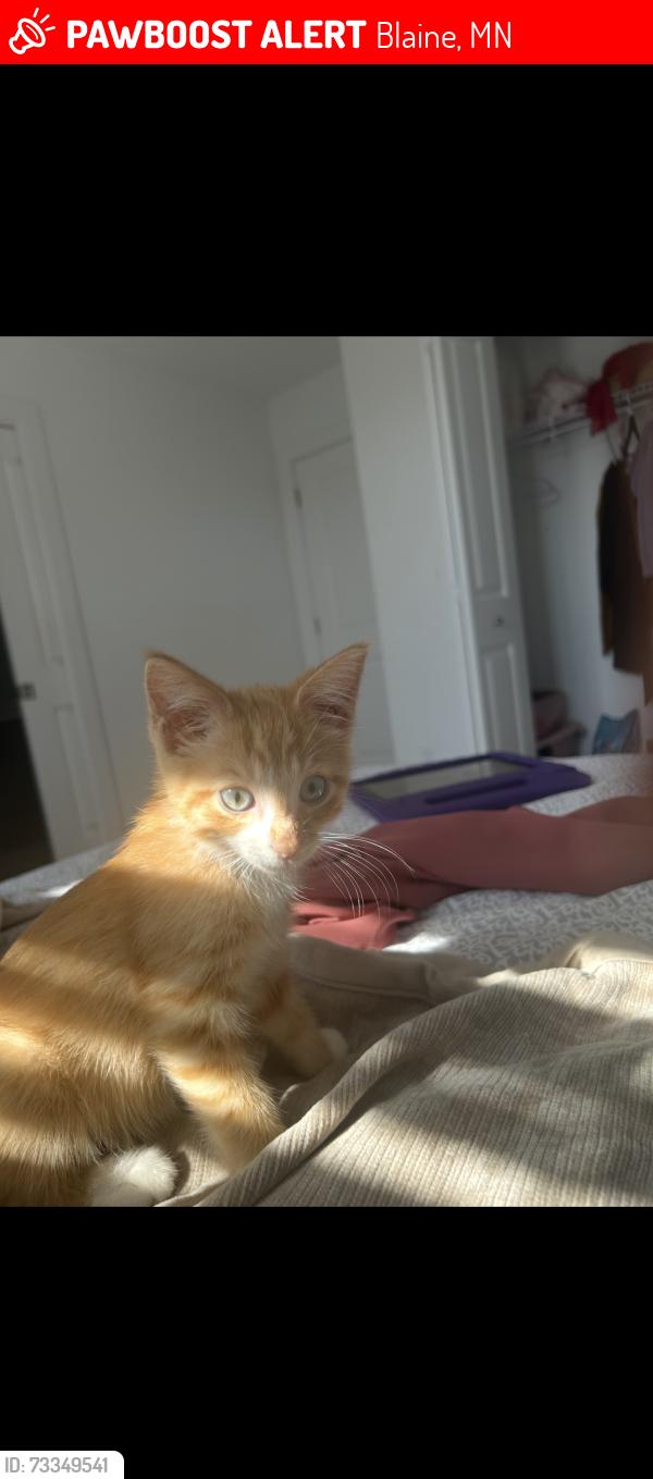 Lost Male Cat last seen Stutz Ct NE / 127th Ln NE / 128th Cir NE in Blaine., Blaine, MN 55449