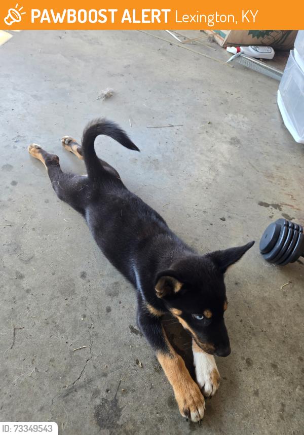 Found/Stray Female Dog last seen Eastland Parkway, Lexington, KY 40505