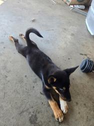 Found/Stray Female Dog last seen Eastland Parkway, Lexington, KY 40505