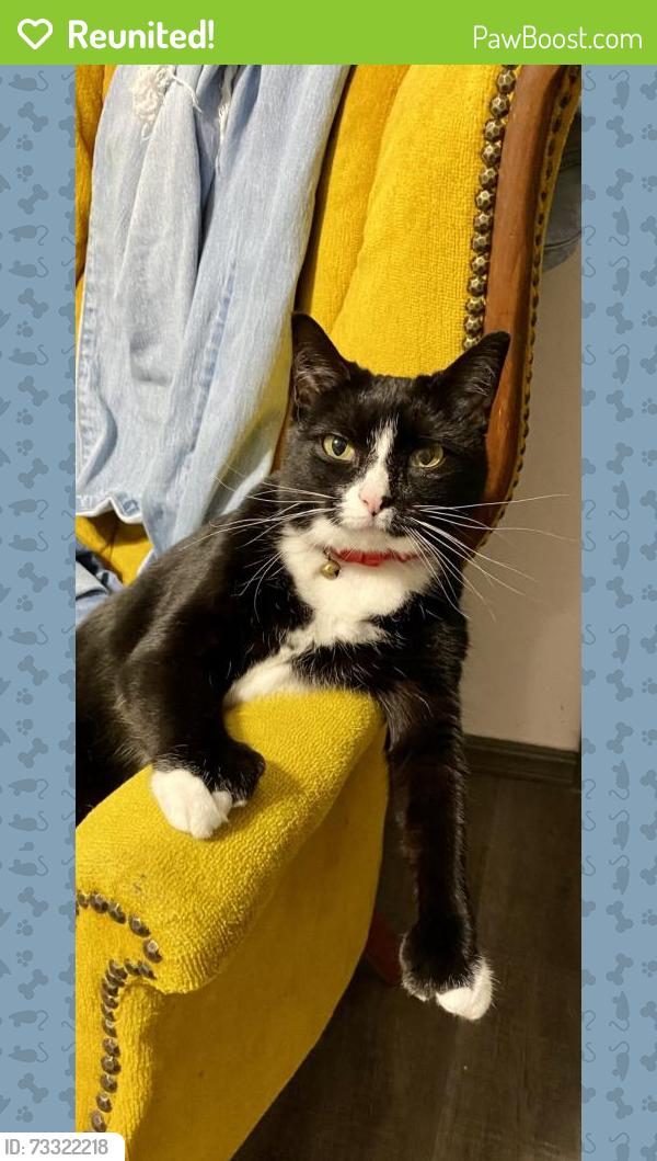 Reunited Female Cat last seen Near Sussex Place, The Village, OK 73120