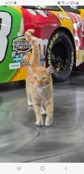 Found/Stray Unknown Cat last seen Azure dr, Bend, OR 97701