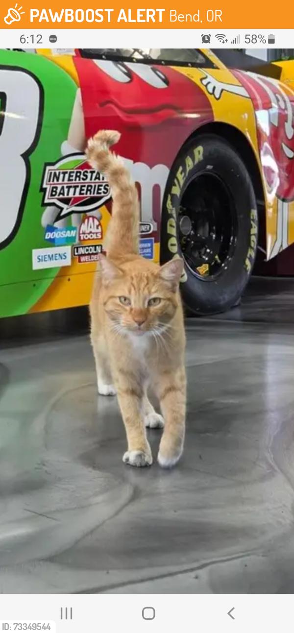 Found/Stray Unknown Cat last seen Azure dr, Bend, OR 97701