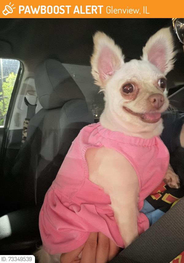 Found/Stray Female Dog last seen Greenwood, Glenview, IL 60026