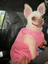 Found/Stray Female Dog last seen Greenwood, Glenview, IL 60026