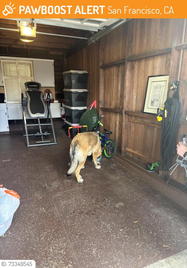 Found/Stray Male Dog last seen 17th Ave and Lake Street, San Francisco, CA 94121