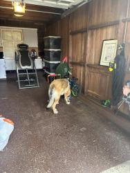 Found/Stray Male Dog last seen 17th Ave and Lake Street, San Francisco, CA 94121