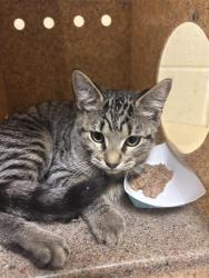 Shelter Stray Male Cat last seen 33RD ST, 14TH AVE, 2127 Front St, Sacramento, CA 95818, USA