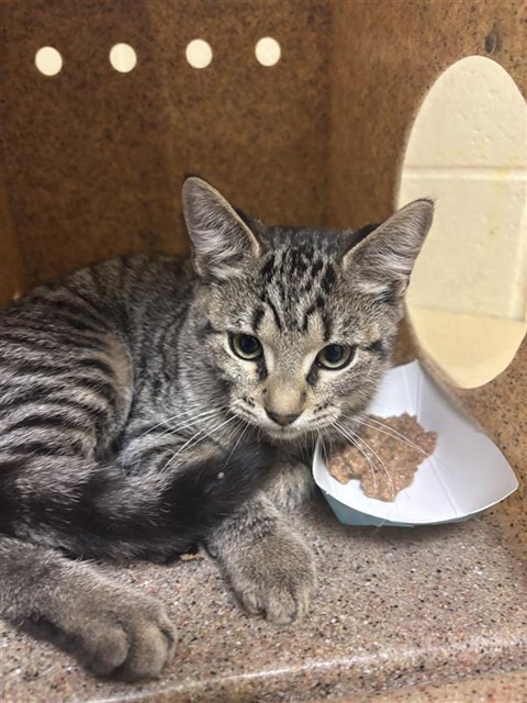 Shelter Stray Male Cat last seen 33RD ST, 14TH AVE, 2127 Front St, Sacramento, CA 95818, USA