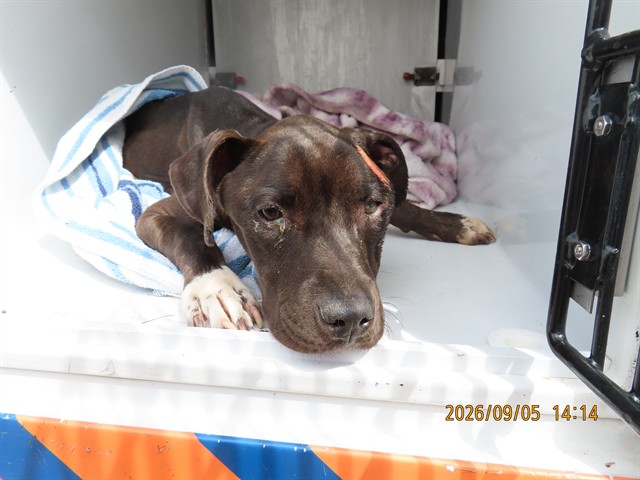Shelter Stray Female Dog last seen 51ST AVE / NORTHERN, 5501 E Van Buren St, Phoenix, AZ 85008, USA