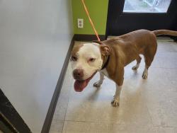 Shelter Stray Female Dog last seen Near BLOCK 33RD AVE S, SEATAC WA 98188, 21615 64th Ave S, Kent, WA 98032, USA